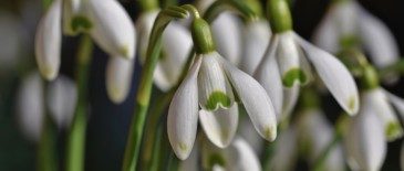 Présençons, le plus beau des rendez-vous